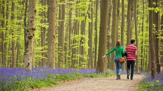 The Blue Forest of Belgium. Hallerbos or Halle Forest is known for its bluebell carpet which covers the forest floor for a few weeks each spring.