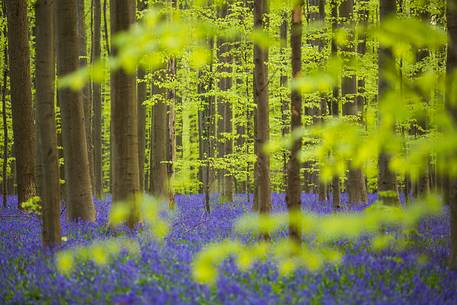 The Blue Forest of Belgium. Hallerbos or Halle Forest is known for its bluebell carpet which covers the forest floor for a few weeks each spring.