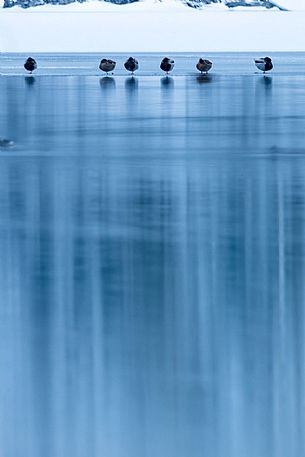 Ducks on ice at Fusine lake, Tarvisio, Julian Alps, Italy