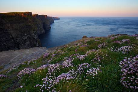 Sunrise and flowers in front of the majestic Cliffs of Moher, Ireland