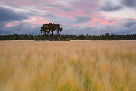 One of the oldest junipers in estonia, ca 200-300 years old