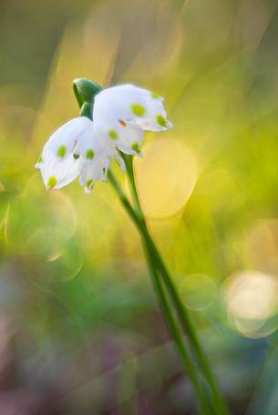 spring flowers, Snowflake, Leucojum vernum