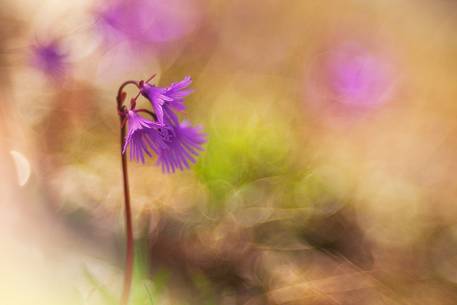 spring flowers, alpine snowbell