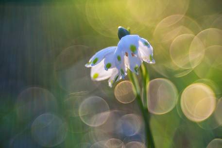 spring flowers, Snowflake, Leucojum vernum