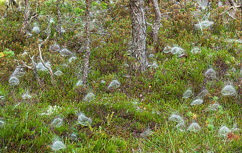 Endla Nature Reserve is a nature reserve situated in central Estonia. The Endla nature reserve protects a fresh-water system of mires, bogs, springs and rivulets.