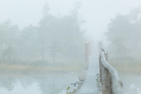 Winter for a little bird in the Endla Nature Reserve, Estonia