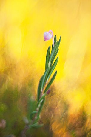 Andromeda polifolia or bog-rosemary
in Endla Nature Reserve, Estonia