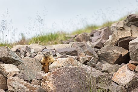 Marmot on the Col Margherita mountain top, Passo San Pellegrino, dolomites, Italy