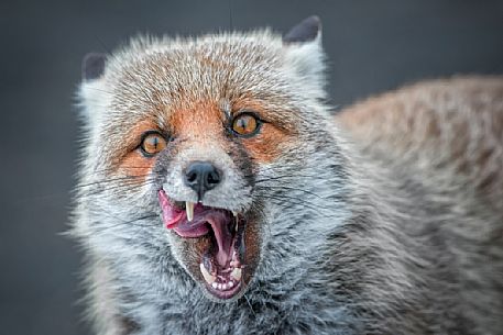 Red Fox in winter dress. He had just woken up and yawned.