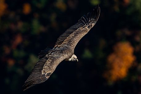 Griffon vulture in flight in the Verdon gorge, Provence, France, Europe