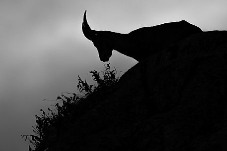 Capra ibex in backlight from early morning, alps, Piedmont, Italy