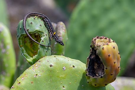 Podarcis filfolensis laurentimulleri, endemic filfola lizard of Linosa island, Sicily, Italy, Europe