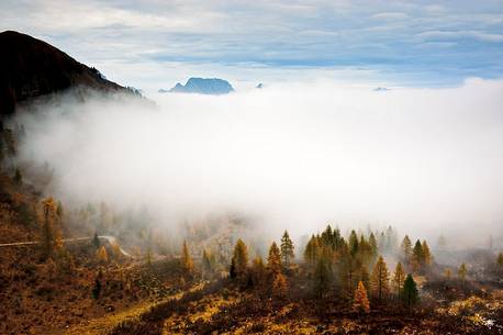 Larch trees dipped in mist that the morning sunshine tries to dissipate, Sauris, Carnic Alps, Friuli Venezia Giulia, Italy, Europe