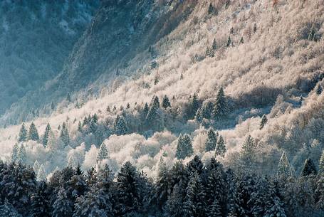 The snow covered the trees in the forest of Friulan Dolomites, Valcellina, Friuli Venezia Giulia, Italy, Europe