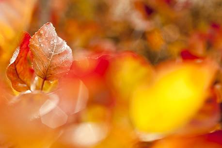 The sunlight stands out the red leaves of the Cotinus coggygria in the autumn