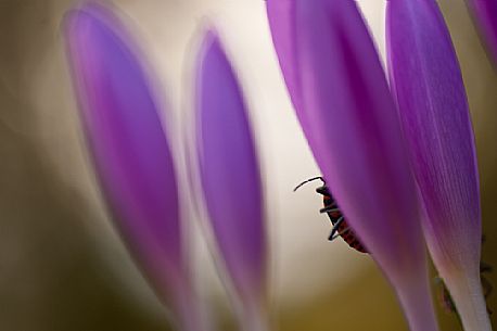 The autumn colchic or false saffron is a small autumn herbaceous bulbous plant, scientific name Colchicum autumnale