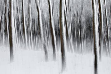 Tay Forest in the snow