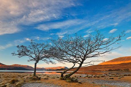 Triptych of Scots pines at Loch Tulla