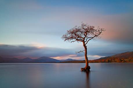 Scots pine in Milarrochy Bay