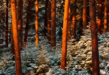 Tay Forest in the snow in Perthshire