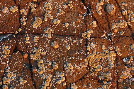 Barnacles and shells on a rock in Seamill