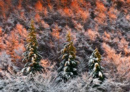 Trees at sunset in winter