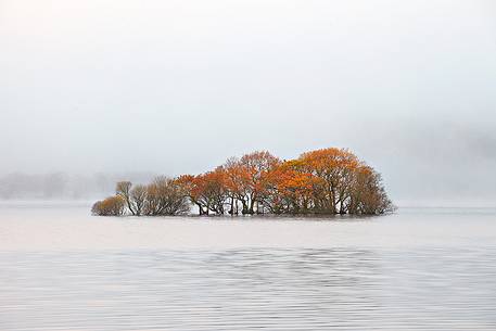 Trees in the lake after heavy rainfall