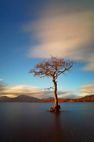 Tree in Millarochy Bay after heavy rain