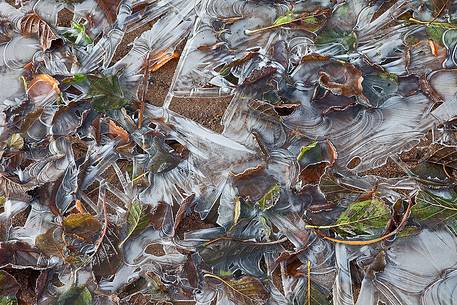 Leaves covered in ice in winter