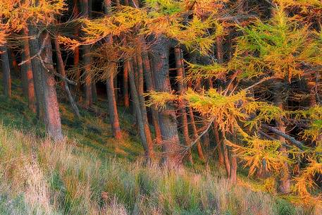 Warm light on the trees