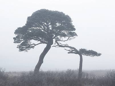 Two scots pines in the fog, Inveroran