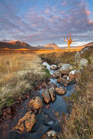 The fascinating Skeleton tree. This iconic tree has been one the most portraited plant in the uk