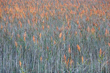 Plants at sunset time