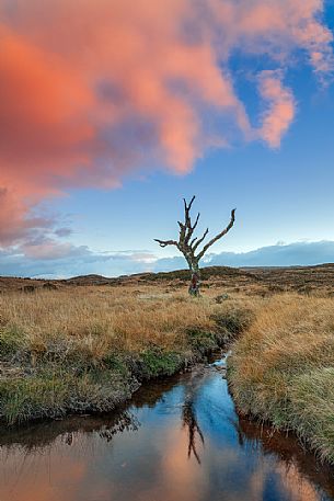 Skeleton Tree at sunset time and its reflection in the puddle