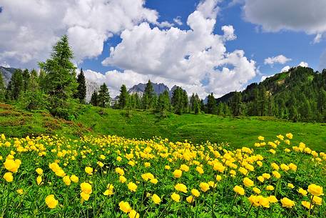 Alpine blooming frames the Pesarine's Dolomites