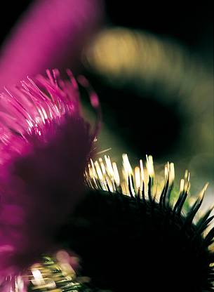 Alpine thistle flowering