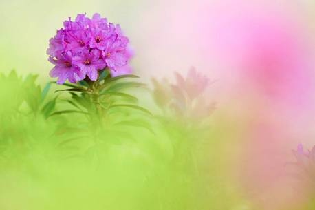 elegance and color of the rhodedendron