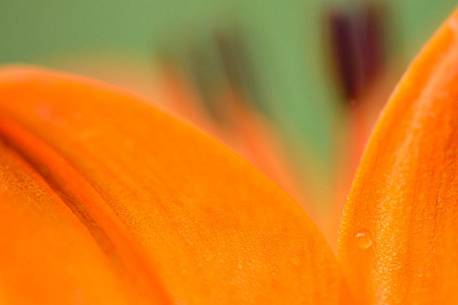 Geometries in the depths of a flowering red lily