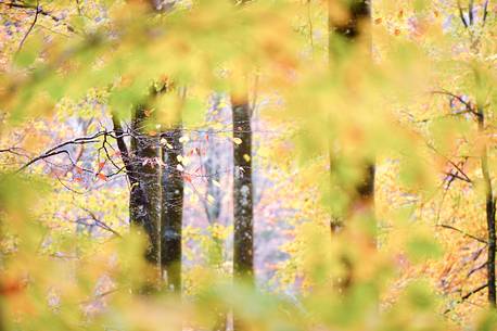 the wood takes on the warm colors of autumn