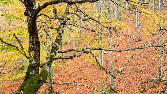 the wood takes on the warm colors of autumn