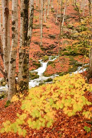 the wood takes on the warm colors of autumn