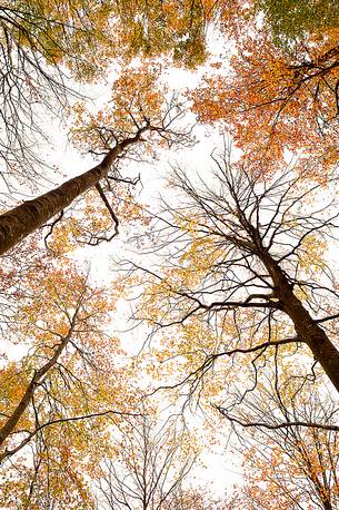 the wood takes on the warm colors of autumn