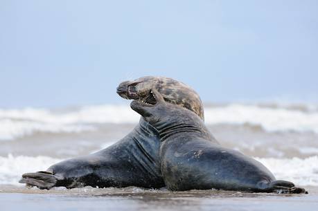 gray seals flock to the beach of Donna Nook during the winter to give birth and mate