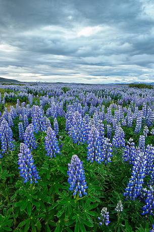 lupine flowers as a far as the eye color the volcanic soils of iceland