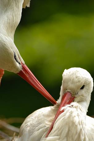 the ritual of the stork announce the arrival of a new life