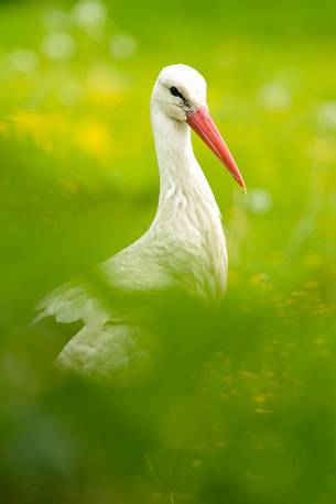 the ritual of the stork announce the arrival of a new life