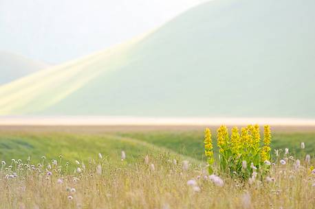 The spontaneous flowering makes plans Castellucio Norcia a show not to be missed