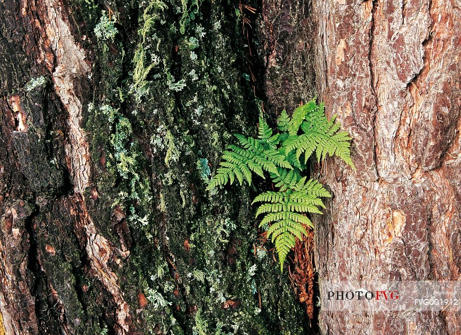 A fern finds an incredible place to grow in an ancient larch tree