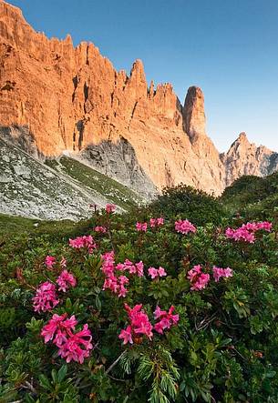 Rhododedrons Val di Suola and the Torrione Comici in the Pramaggiore mountain group