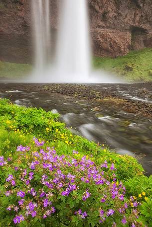 Wild flowers and Seljalandsfoss waterfalls beyond